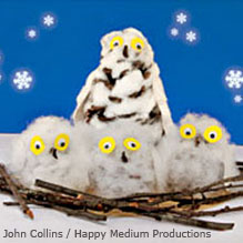 Snowy owl pals