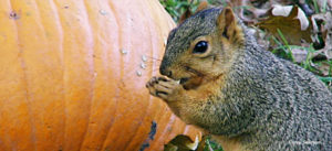Squirrel eating pumpkin