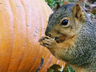 Squirrel eating pumpkin
