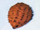 hedgehog biscuit