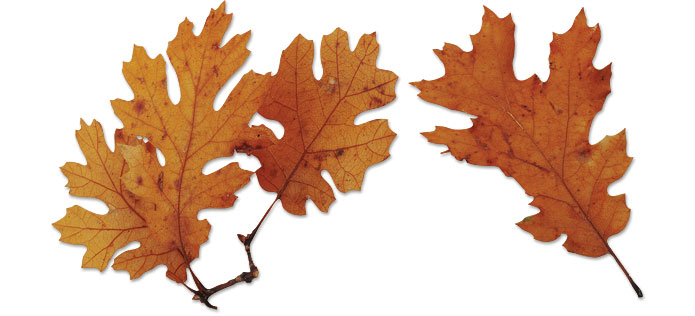 oak leaves