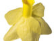 Paper daffodil
