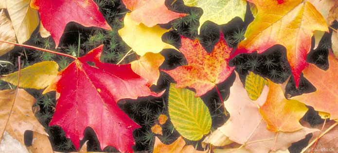 autumn leaves