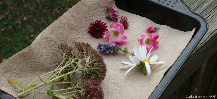 drying flowers