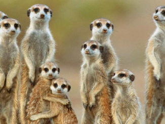 featured meerkats