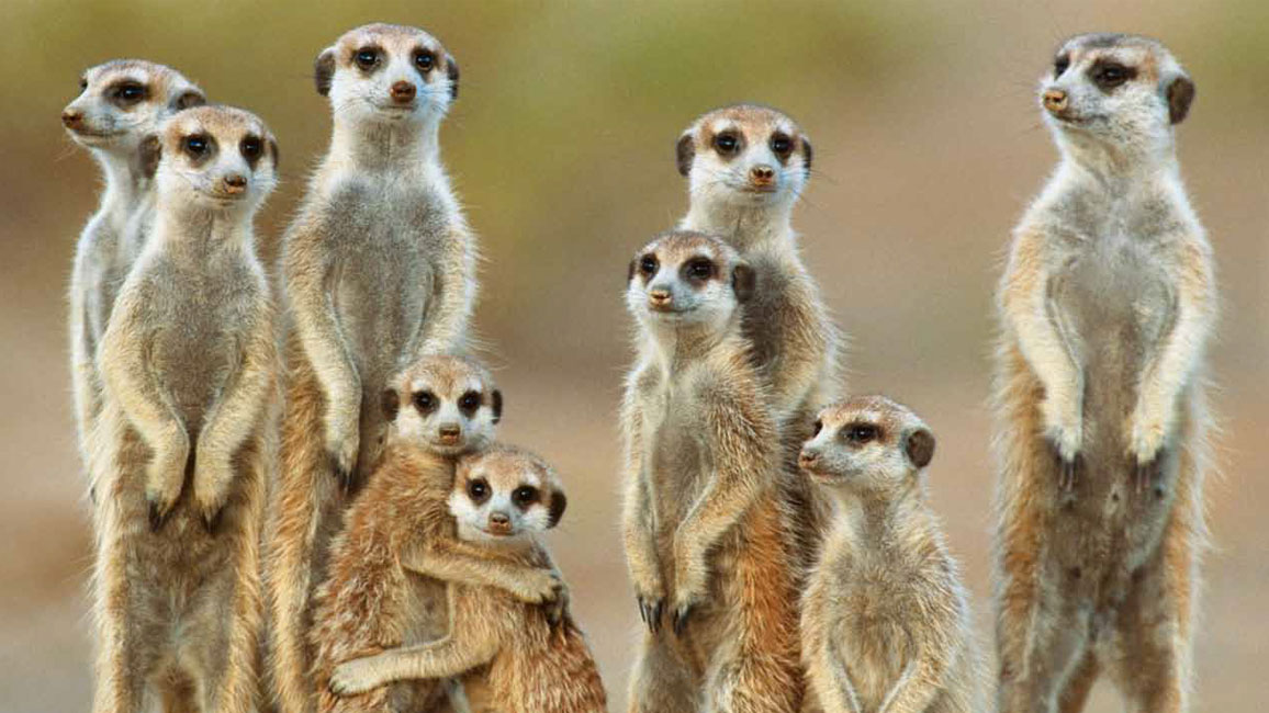 featured meerkats