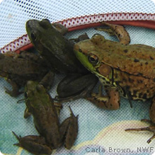 frogs in a bsket