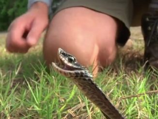 Hognose Snake Video