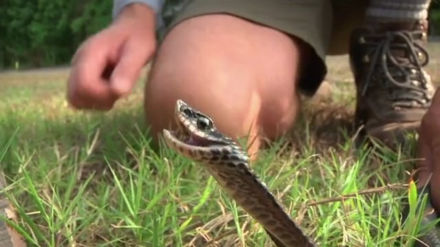 baby eastern hognose snake