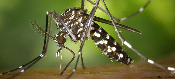 tiger mosquito