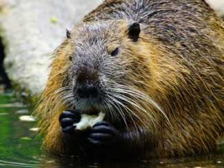 featured beaver