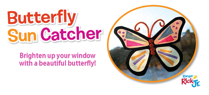 butterfly
