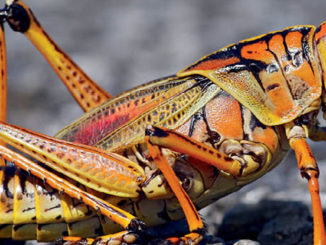 featured grasshopper