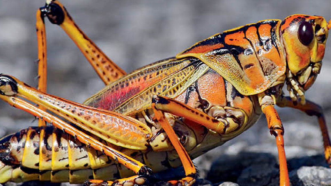 featured grasshopper