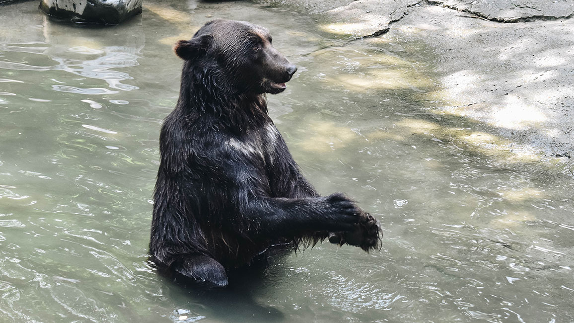 featured black bear