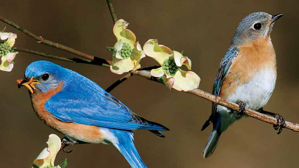 featured bluebirds