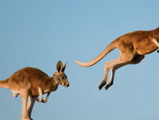 keatured kangaroo