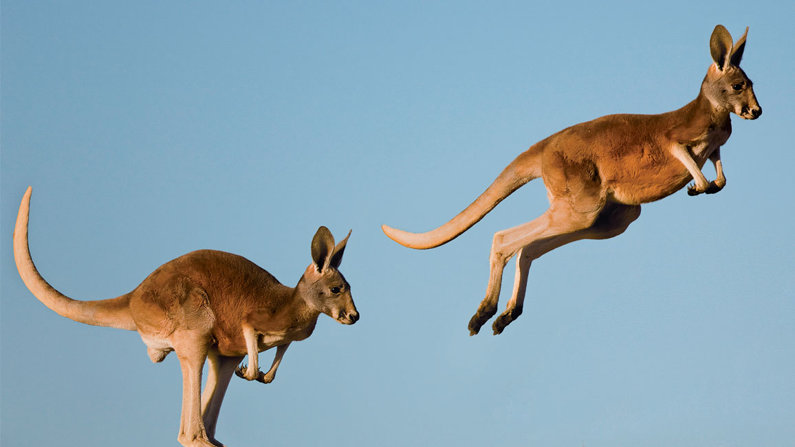 keatured kangaroo
