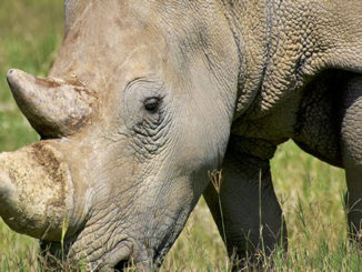 featured rhino