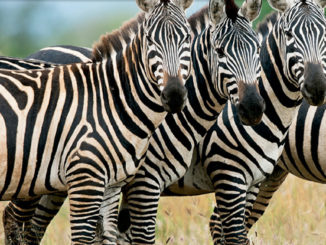 feature zebra