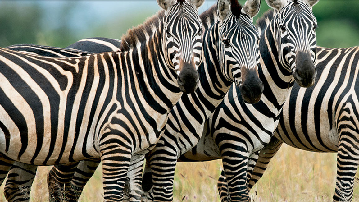 feature zebra