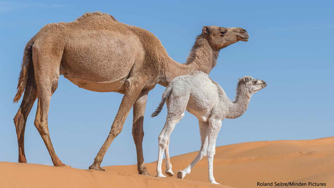 Camels by Roland Seitre Minden 1156x650