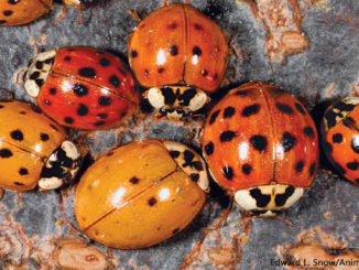 Ladybugs by Edward L Snow Animals Animals 1156x650