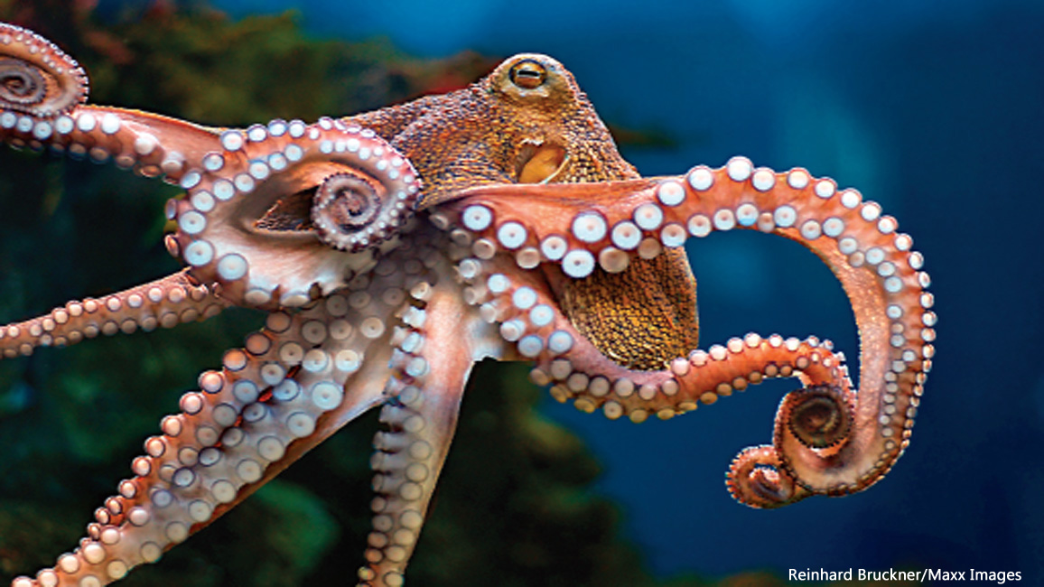 octopus 1156x650_Reinhard Bruckner