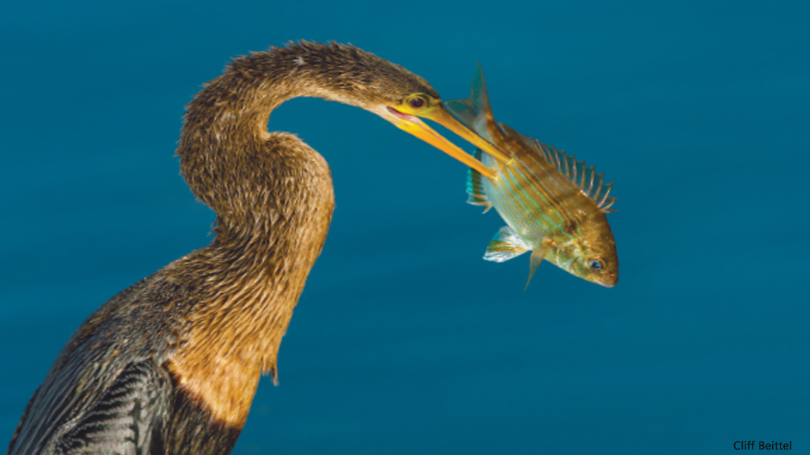 Anhinga by Cliff Beittel