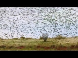 Swarming Budgies by Peter Carroll