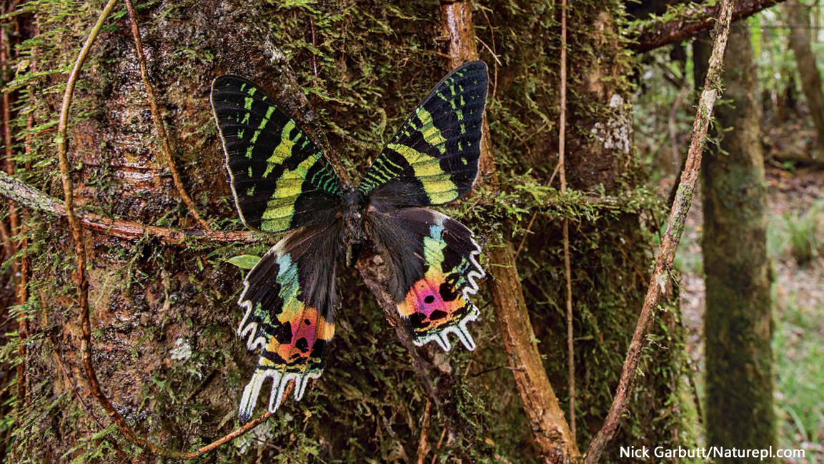 Moths by NICK GARBUTT natureplcom 1156x650