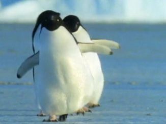 Penguin Video