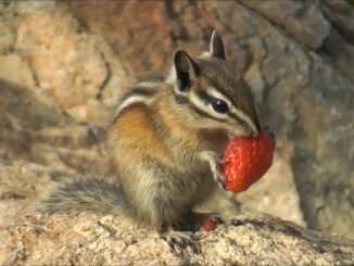 Chipmunk Strawberry Love Video by Mike Chenny