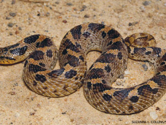 Hog Nose Snake 1156x650 Suzanne L Collins Science Source
