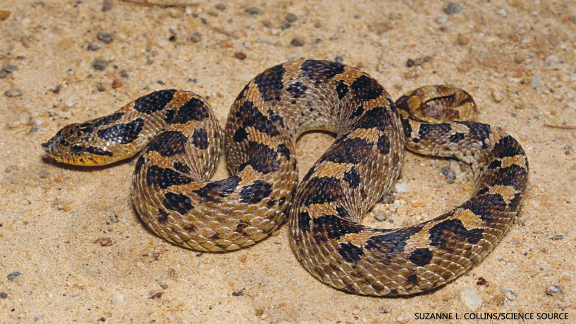Hog Nose Snake 1156x650 Suzanne L Collins Science Source