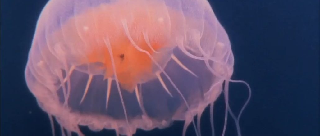 Jellyfish Dreams Video