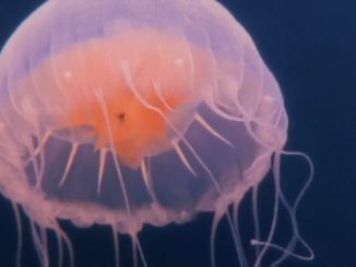 Jellyfish Dreams Video