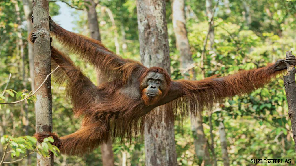 Orangutan-Photo-by-Suzi-Eszterhas-1156x650