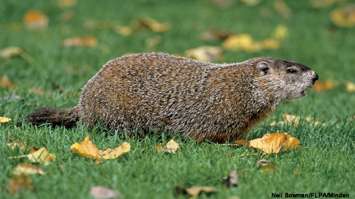 Groundhogs: The Truth Comes Out - NWF | Ranger Rick