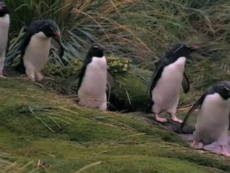 rockhopper penguins