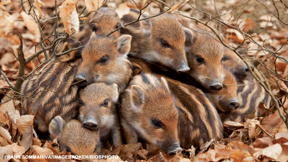 Meet the Boars - NWF | Ranger Rick