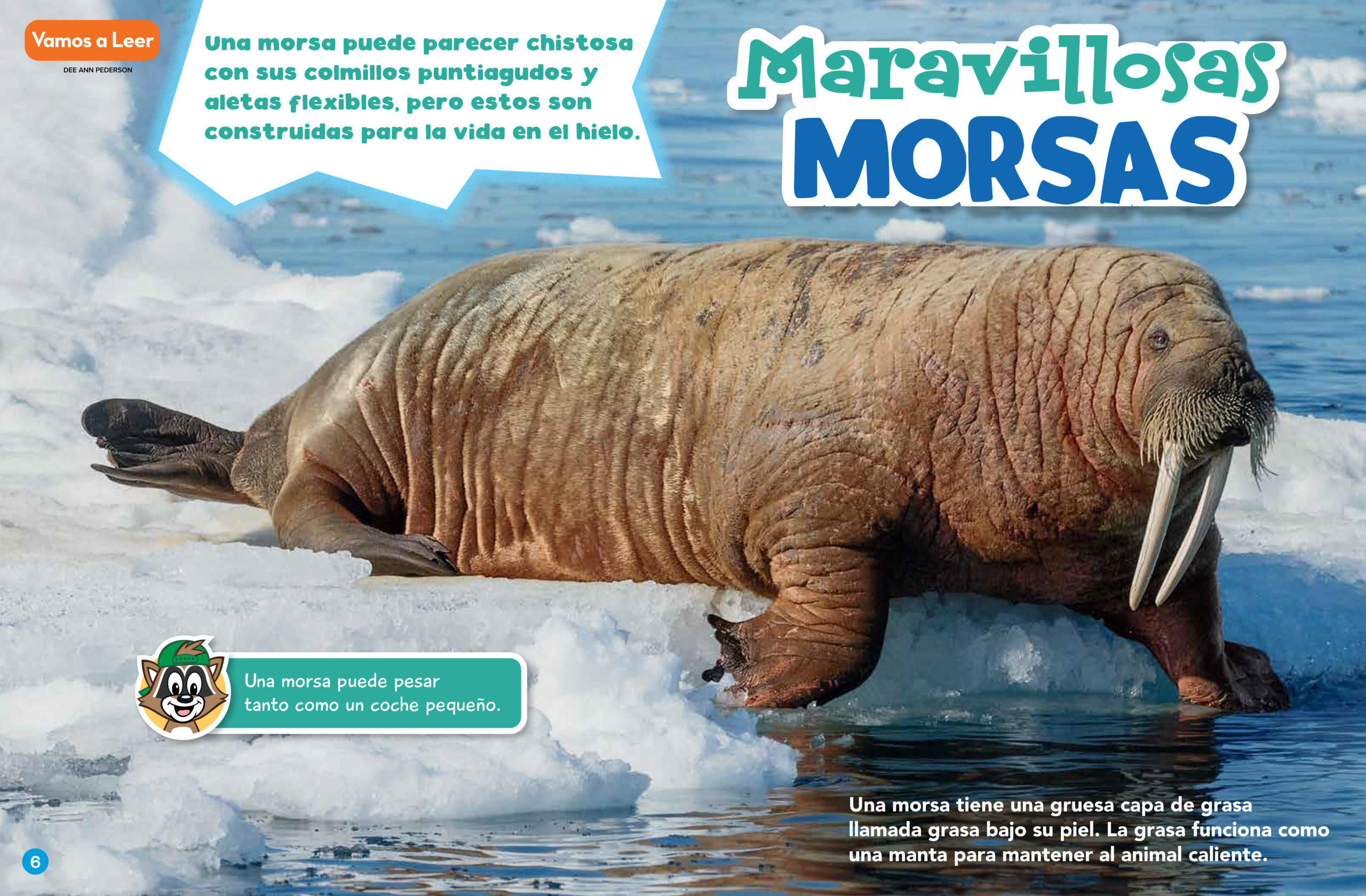 Maravillosas Morsas (Wonderful Walruses - Spanish Translation