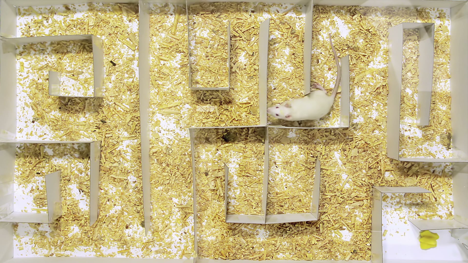 Tyrone Rat Maze Shocking New Findings Revealed - o7fa1rd