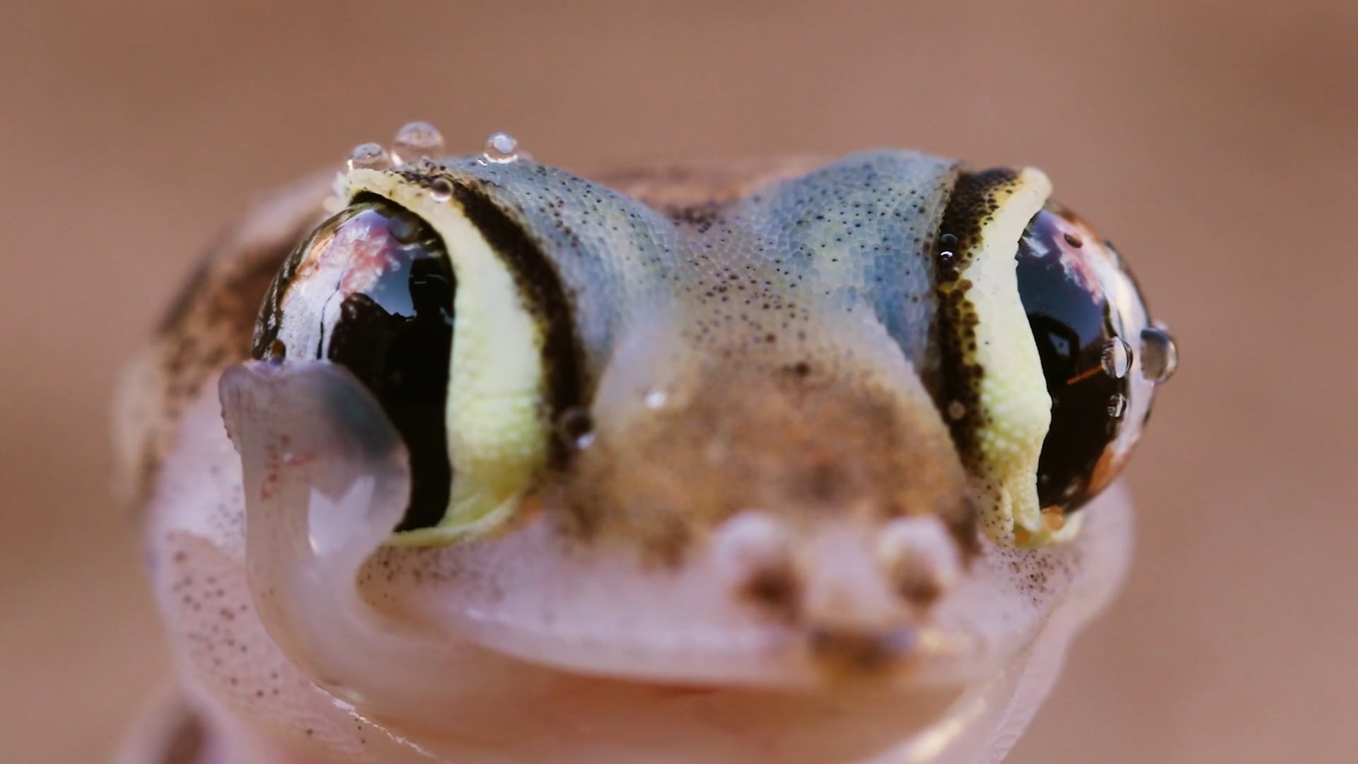 Gecko lick eyes