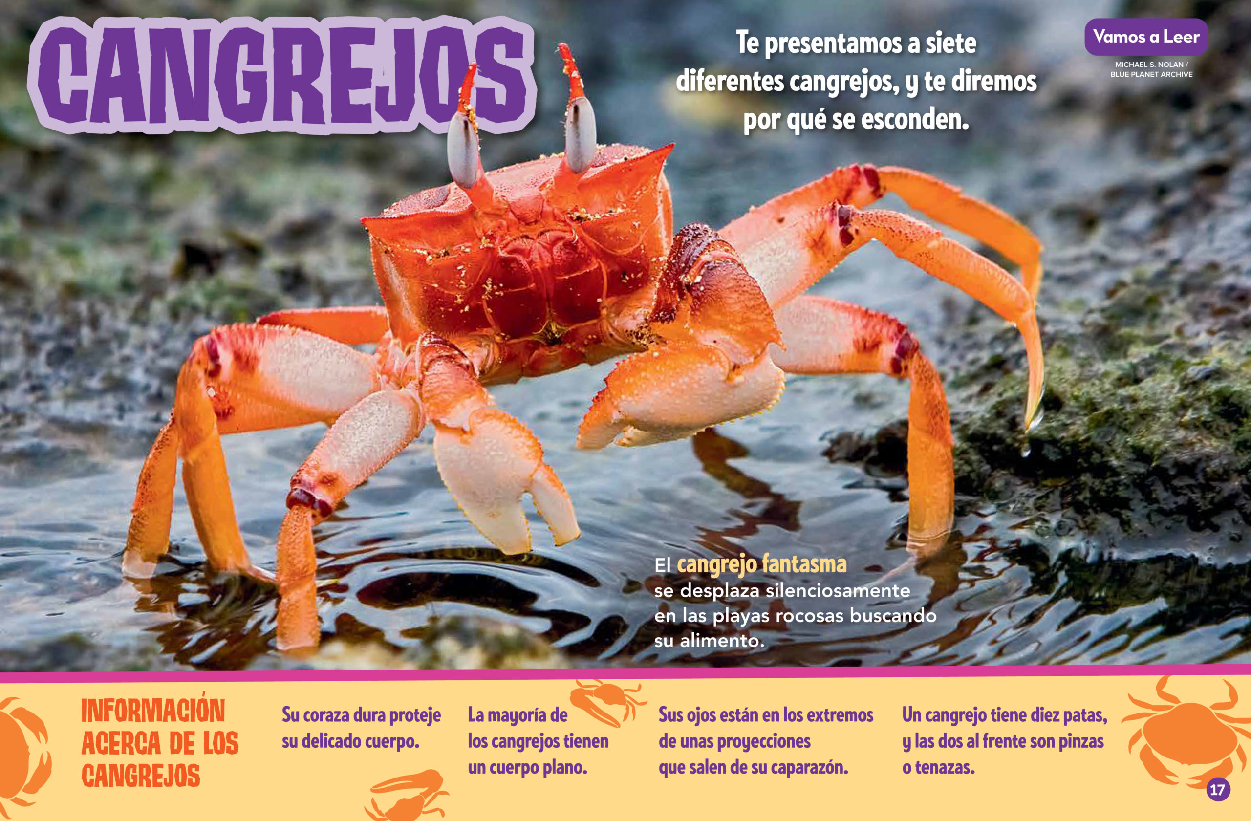Look Who's Crabby Spanish Translation NWF Ranger Rick