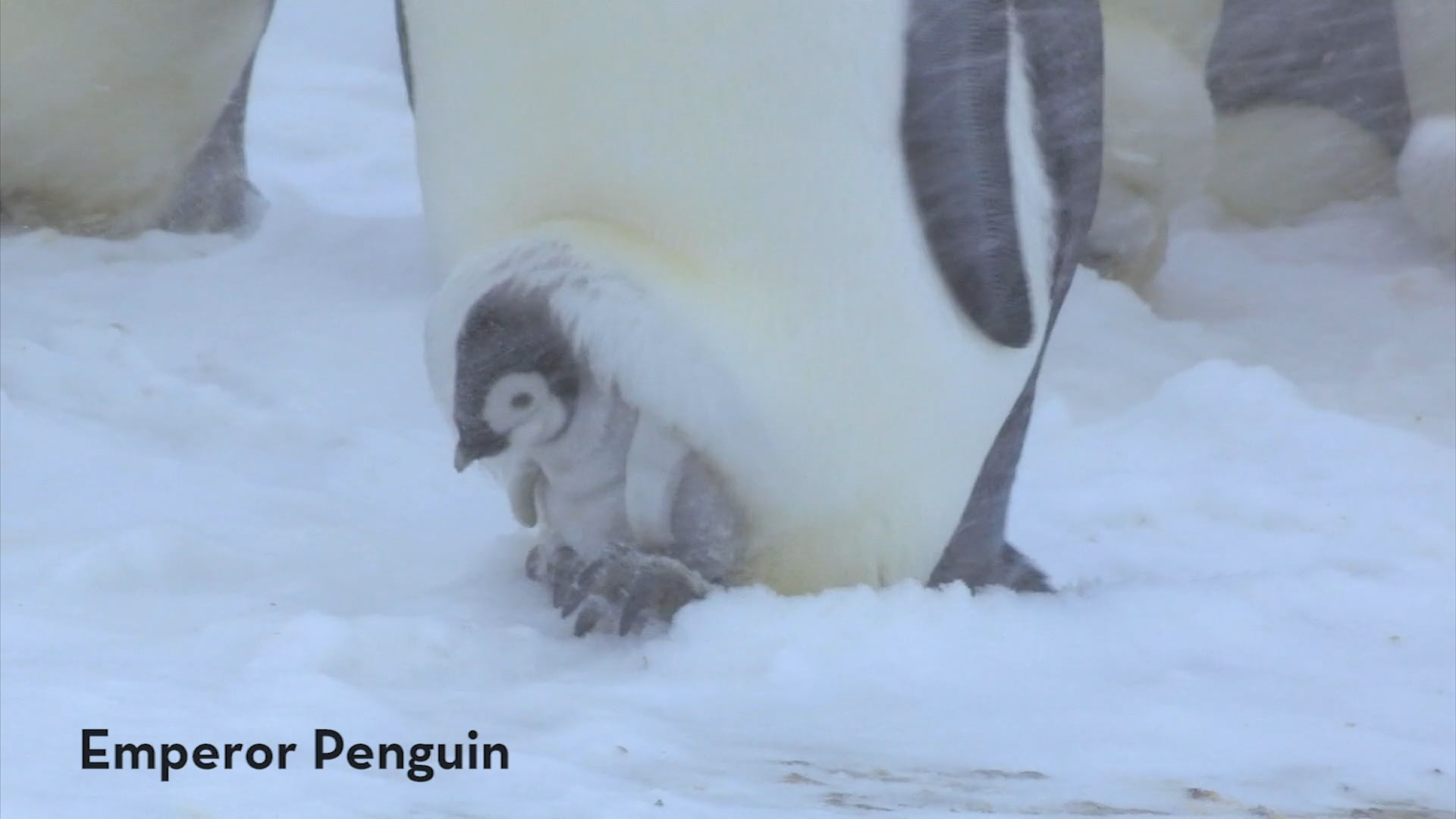 Watch A Penguin Chick Ride On Dad's Feet - Nwf | Ranger Rick