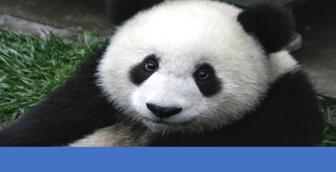 Swag russian panda instagram