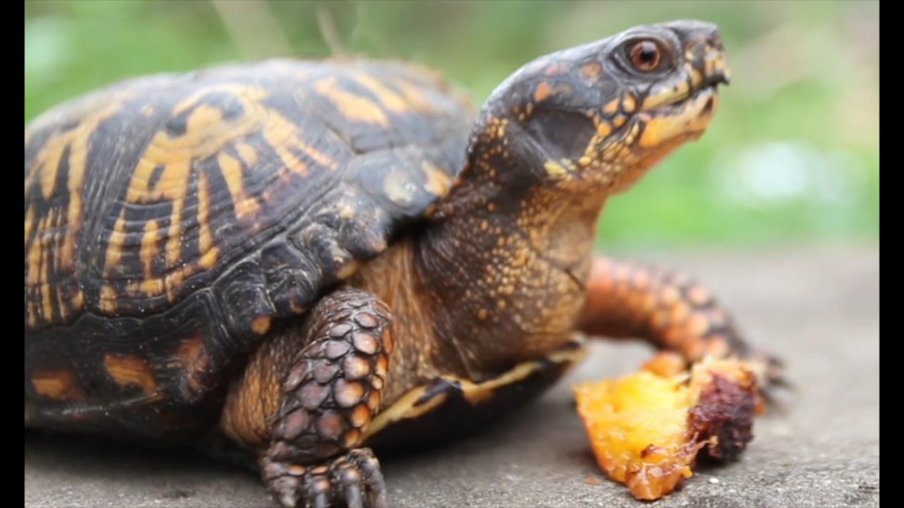 Eastern Box Turtle  National Wildlife Federation