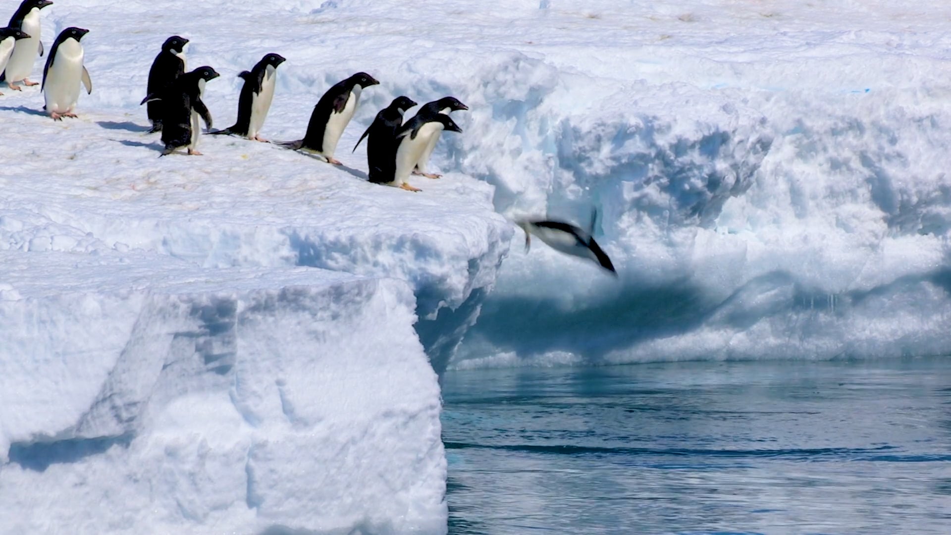 Dive into Penguins - NWF | Ranger Rick