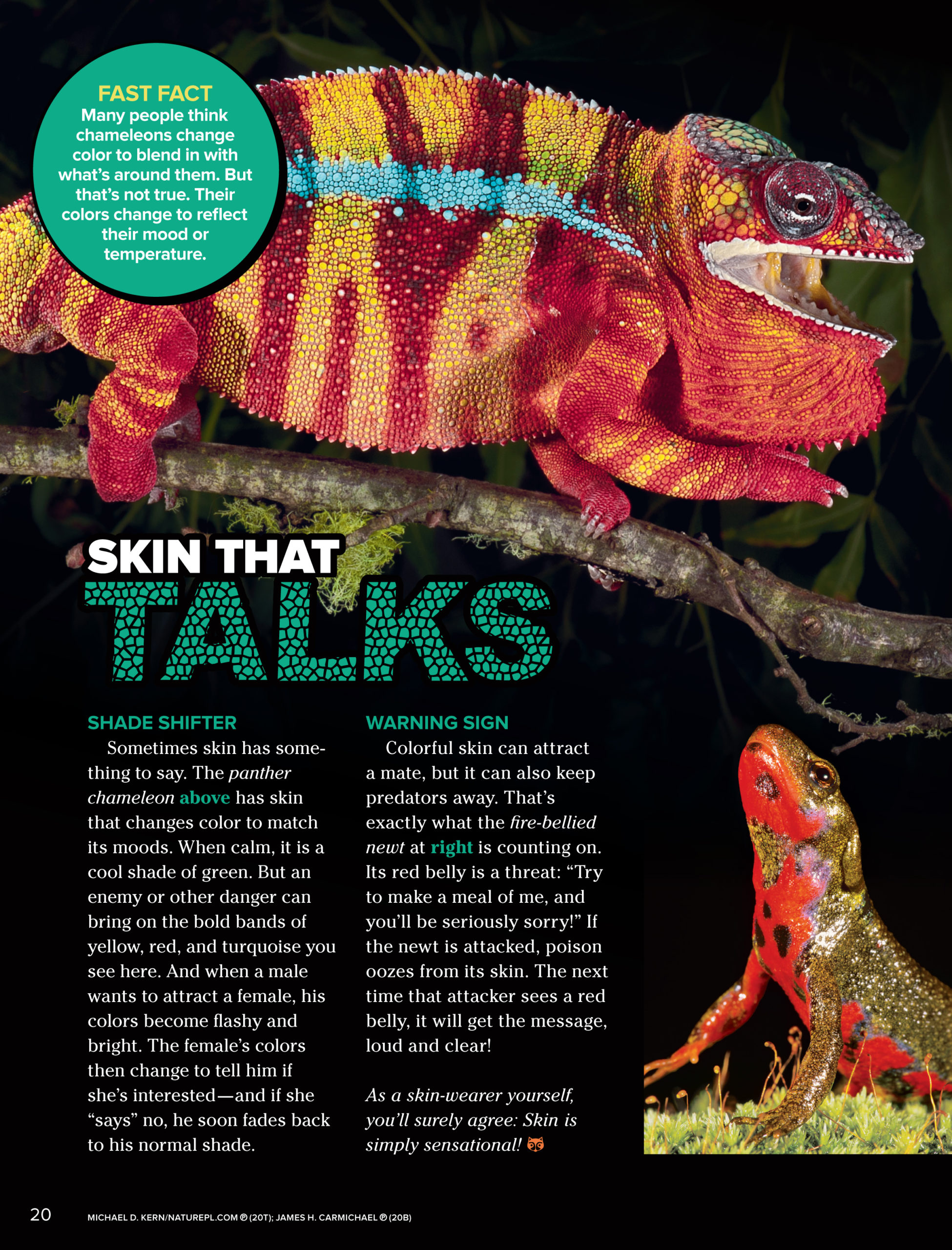 Lizard Skin Color Change